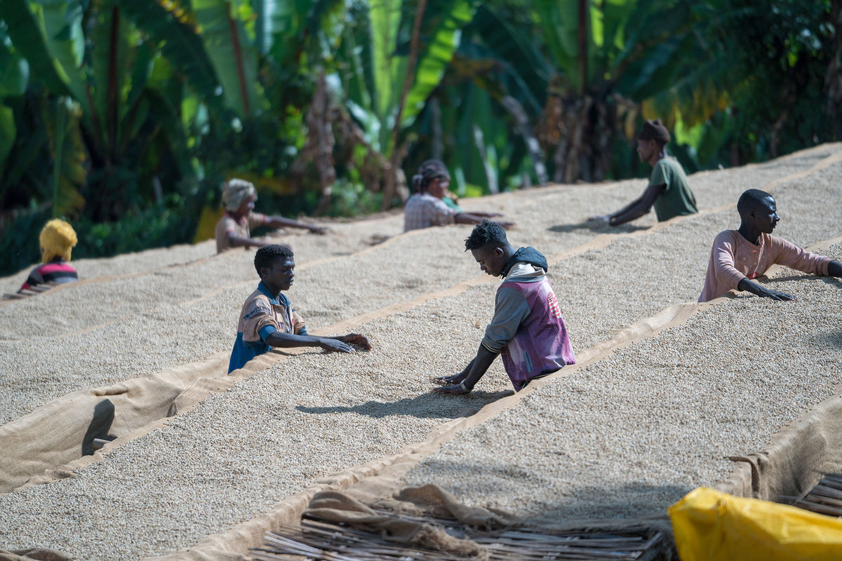 äthiopische Arbeiter verteilen Kaffee auf African Beds