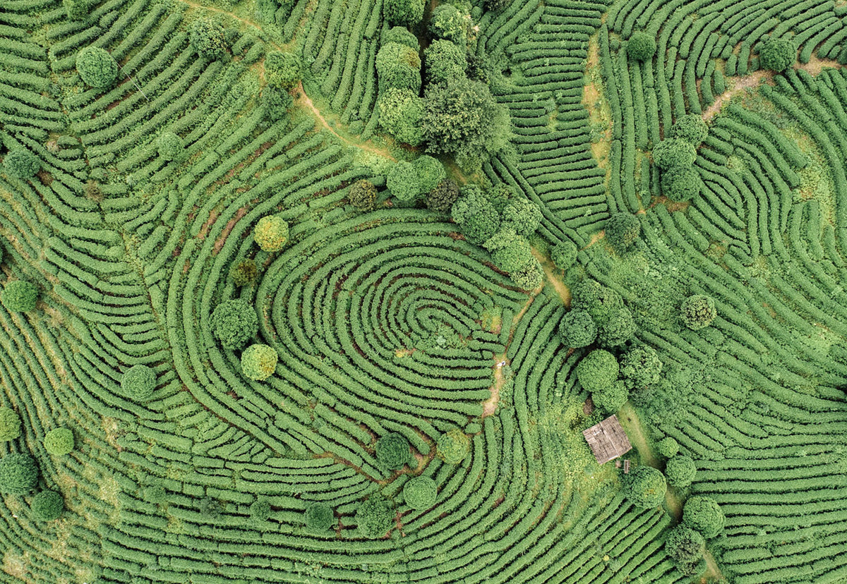 Teeanbau-Japan