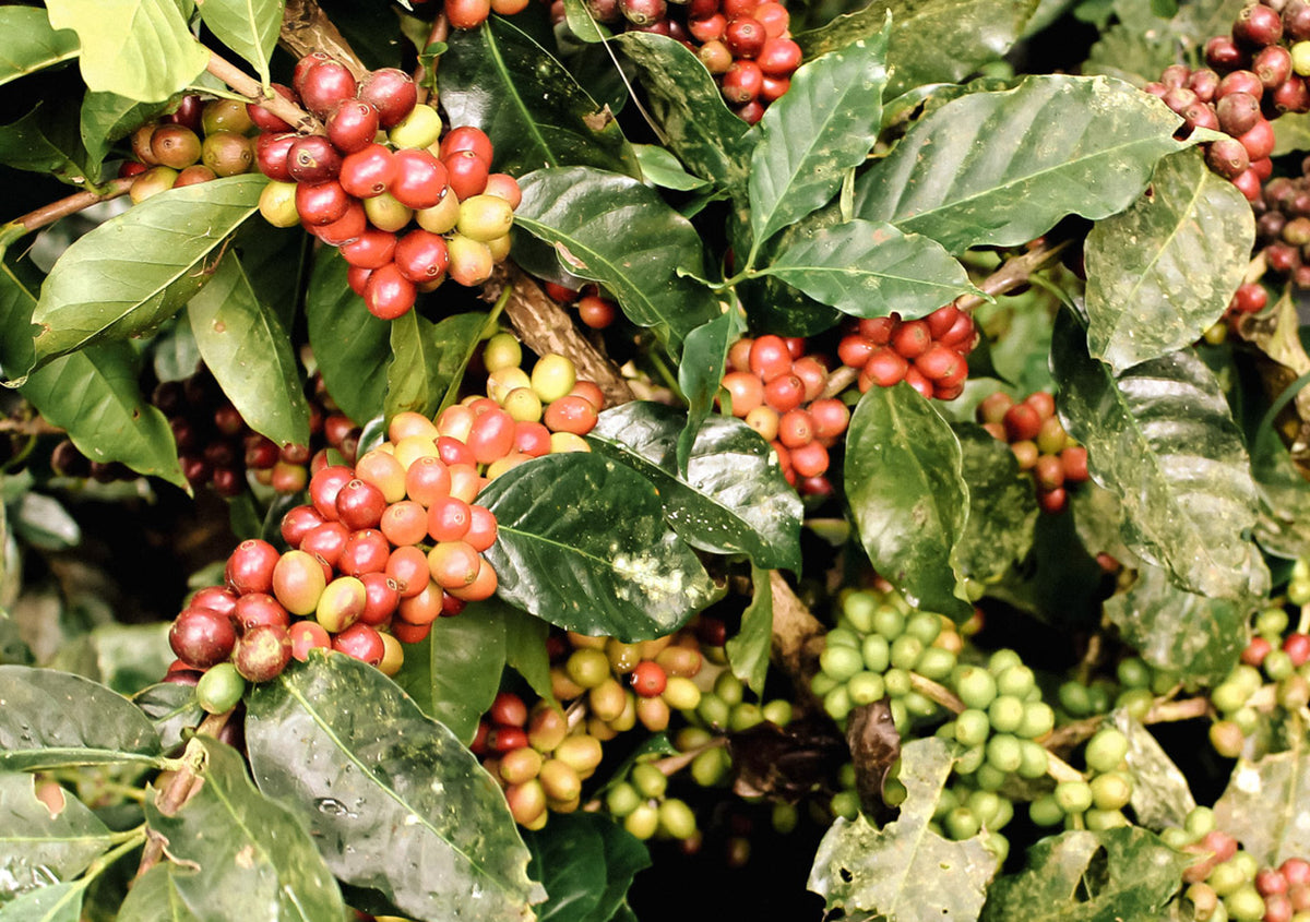 kaffeekirschen-blend-wilderer-espresso