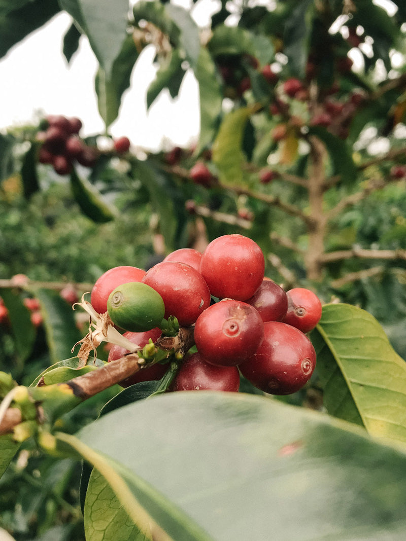 kaffeekirschen-qualitaet-anbau-kaffeefarmer-wildkaffee
