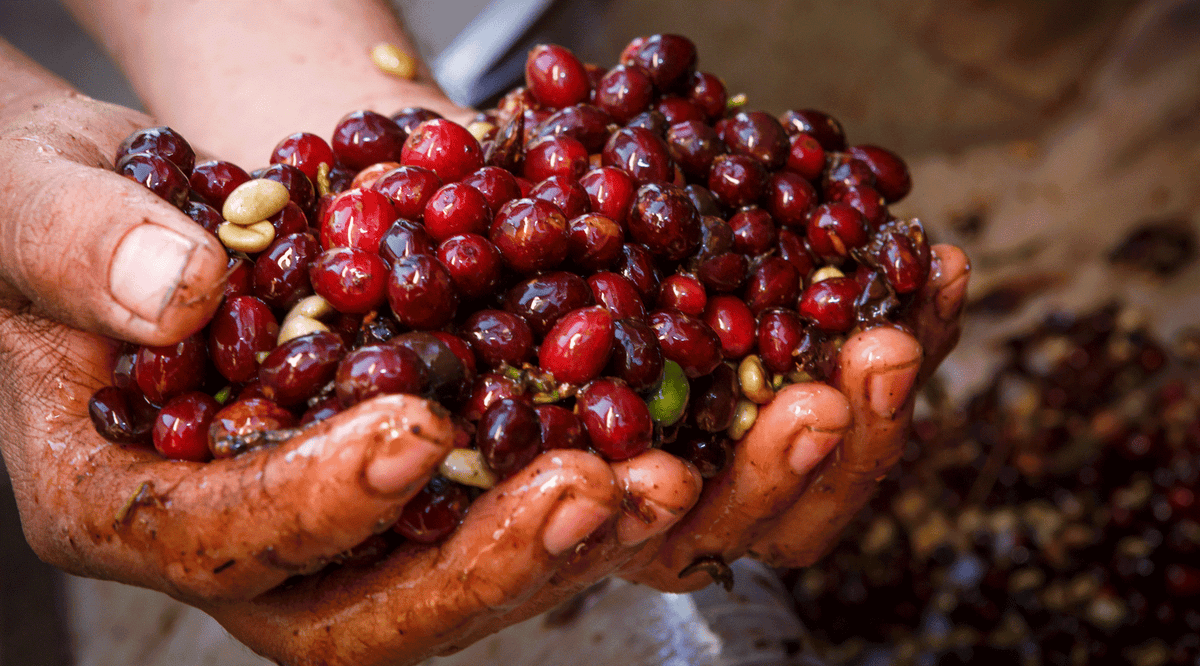 Kaffee-ohne-koffein-entkoffeiniert-wildkaffee-koffeinfrei