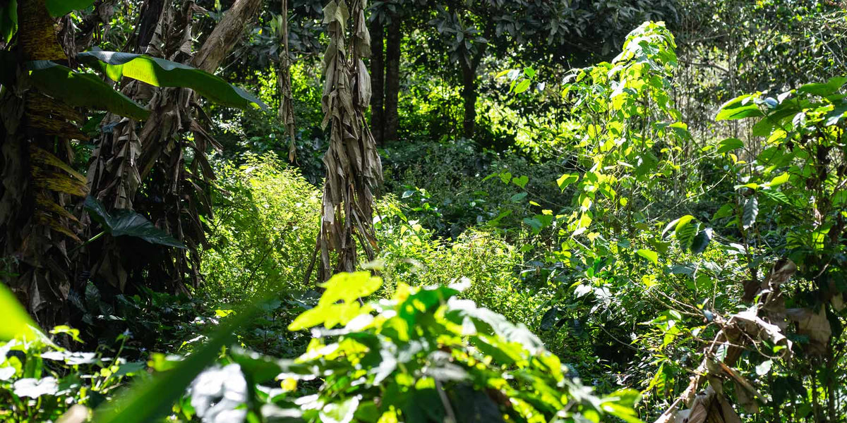 Organic Farming - Die Zukunft des Kaffeeanbaus