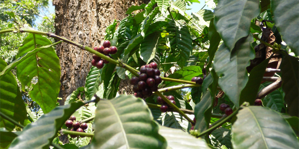 Canephora-Robusta-Indien-Wildkaffee-Roesterei-Kirsche