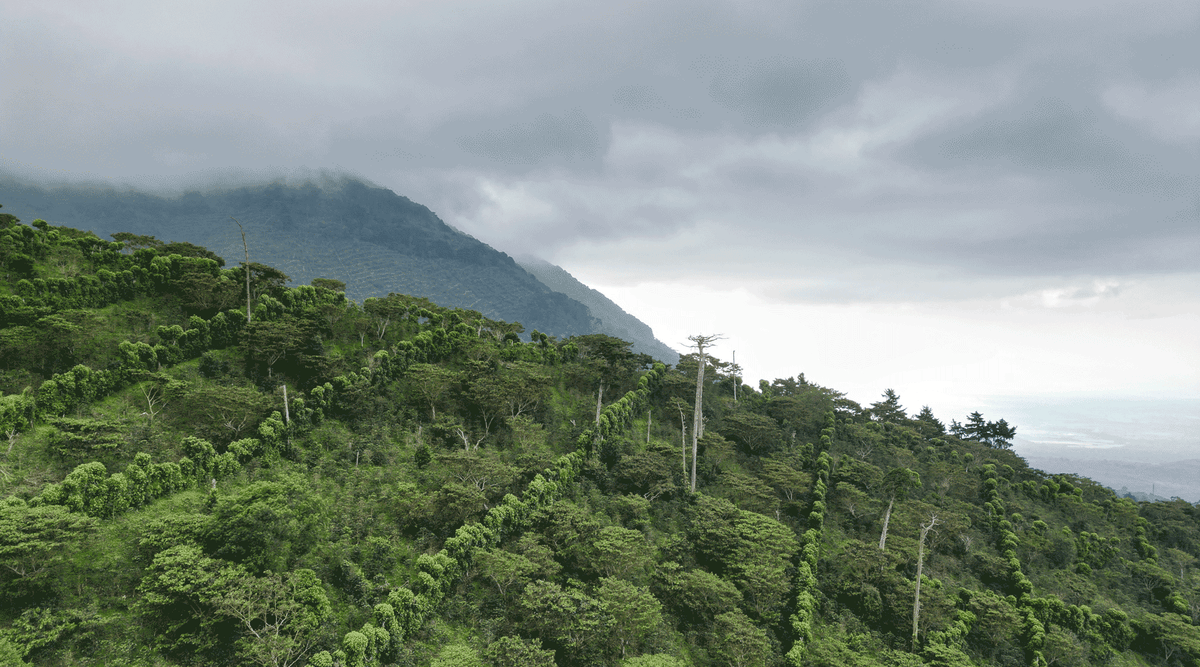 wissenswertes Kaffeeanbau Kaffeefarm el salvador