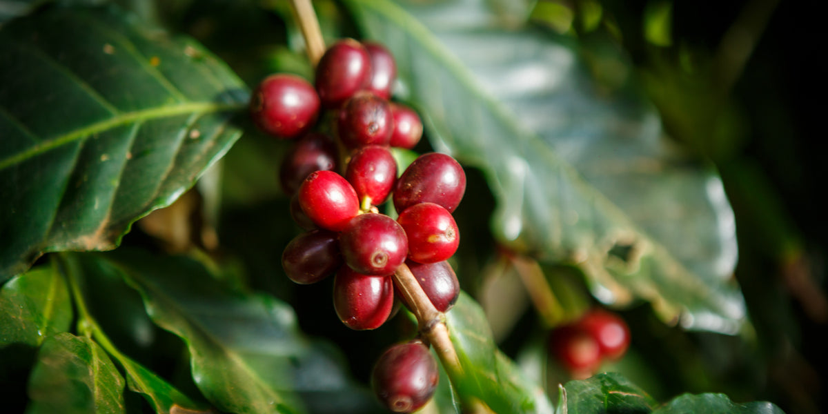 fairtrade-rohkaffee-wildkaffee