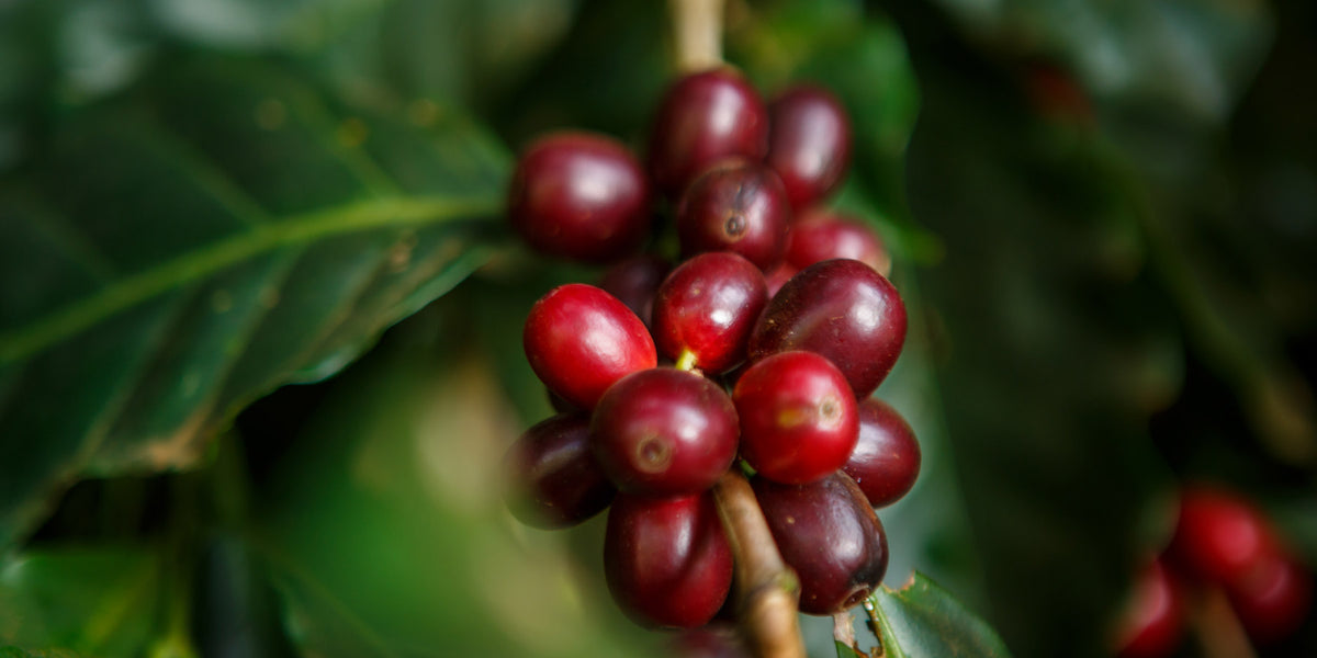 geisha-kaffee-die-wichtigsten-fakten-zum-einzigartigen-kaffee-wildkaffee-roesterei