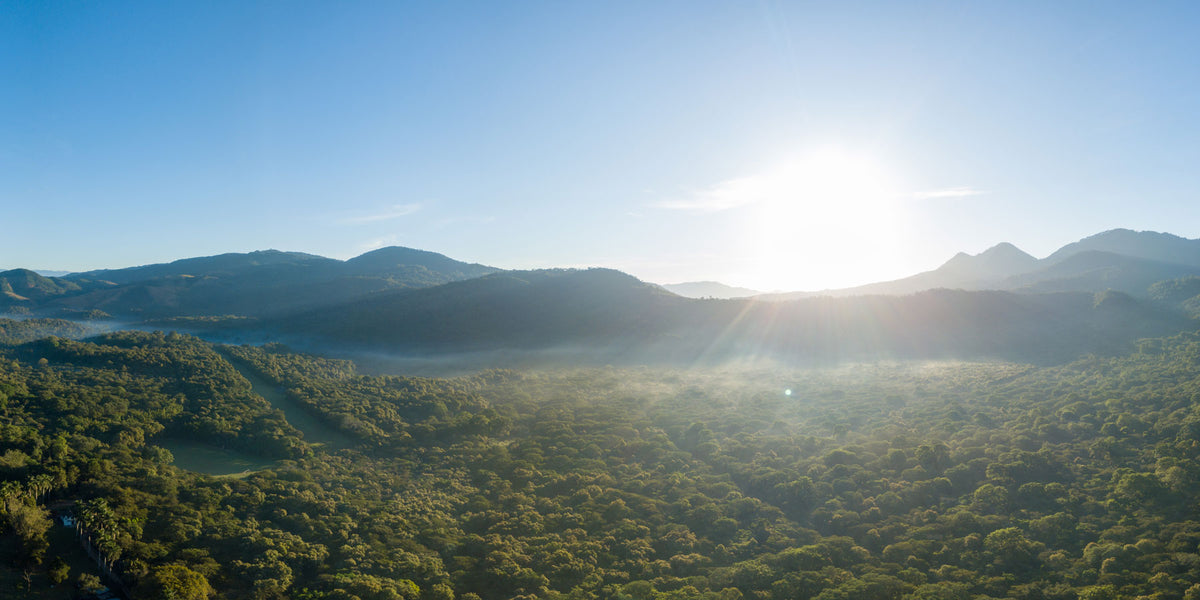 Kaffee-aus-Guatemala-Wildkaffee-Guatemala