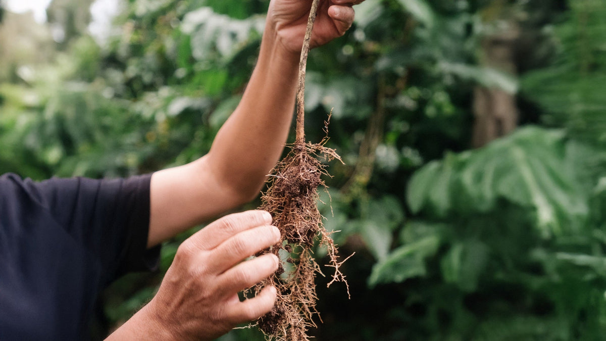 Regenerative Landwirtschaft im Kaffeeanbau: So funktioniert’s in der Praxis – von Bodenaufbau bis Schattenmanagement