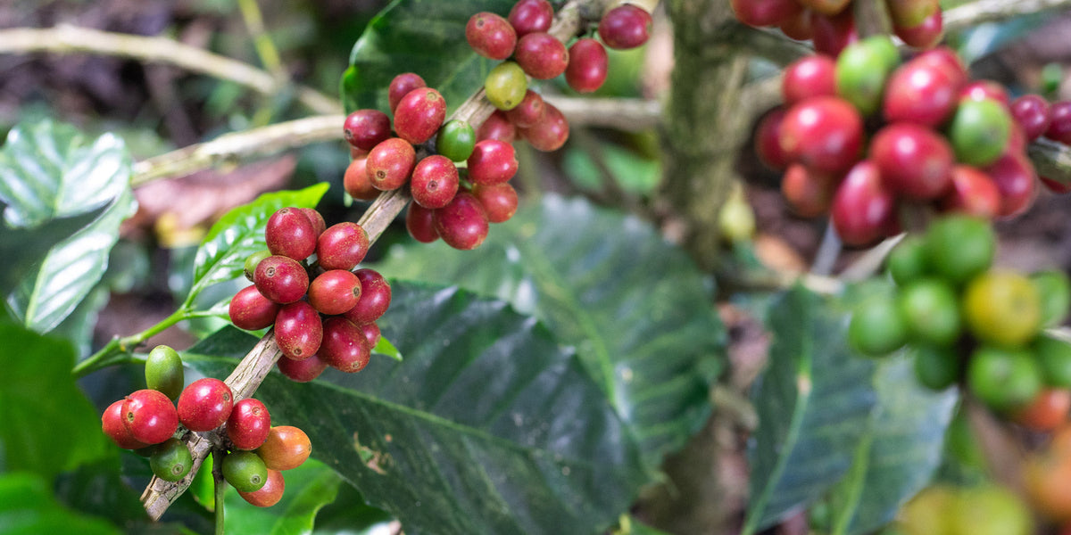 Specialty-Coffee-was-heisst-das-eigentlich-Wildkaffeee-Roesterei-V60