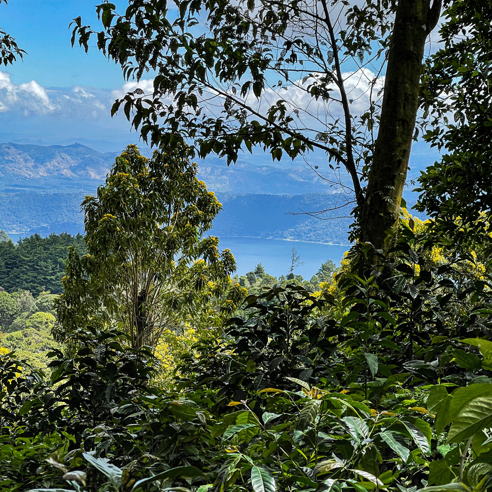 Bäume und Büsche im Vordergrund, Blick auf einen Bergsee im Hintergrund