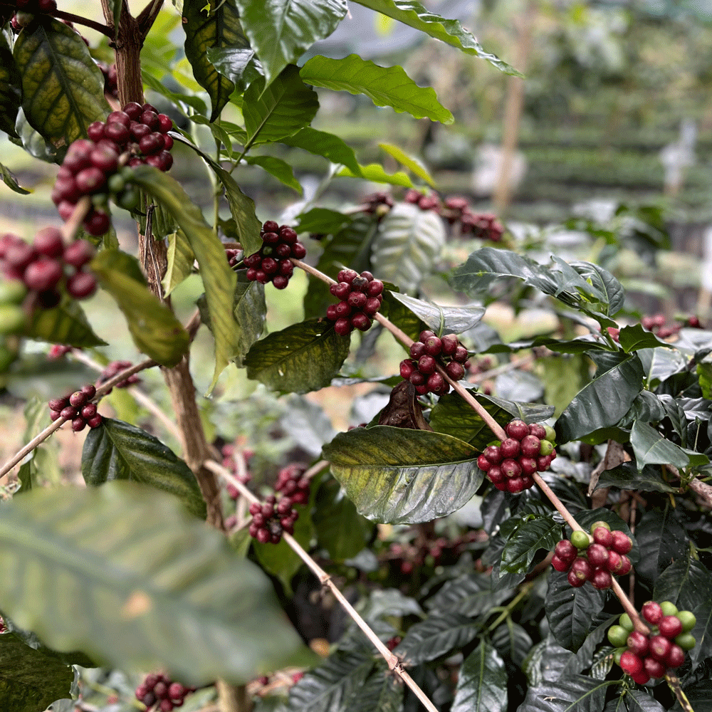 reife rote Kaffeekirschen an Zweigen