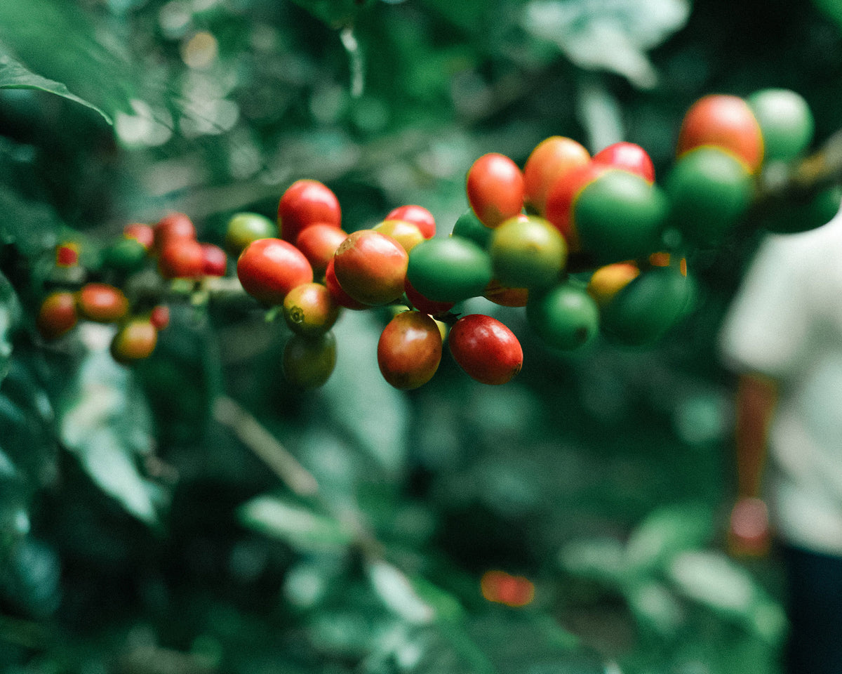 rote und grüne Kaffeekirschen am Zweig
