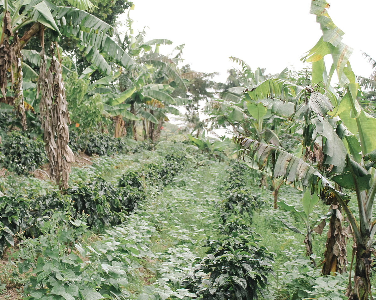Urwald mit Bananenpalmen und anderen Pflanzen