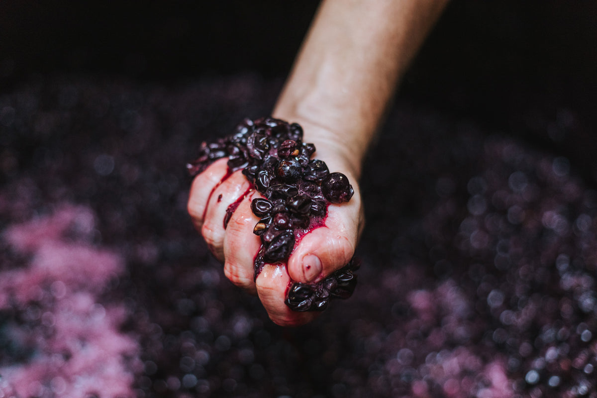 Rotwein-Wein-Danke-Trauben-Ernte