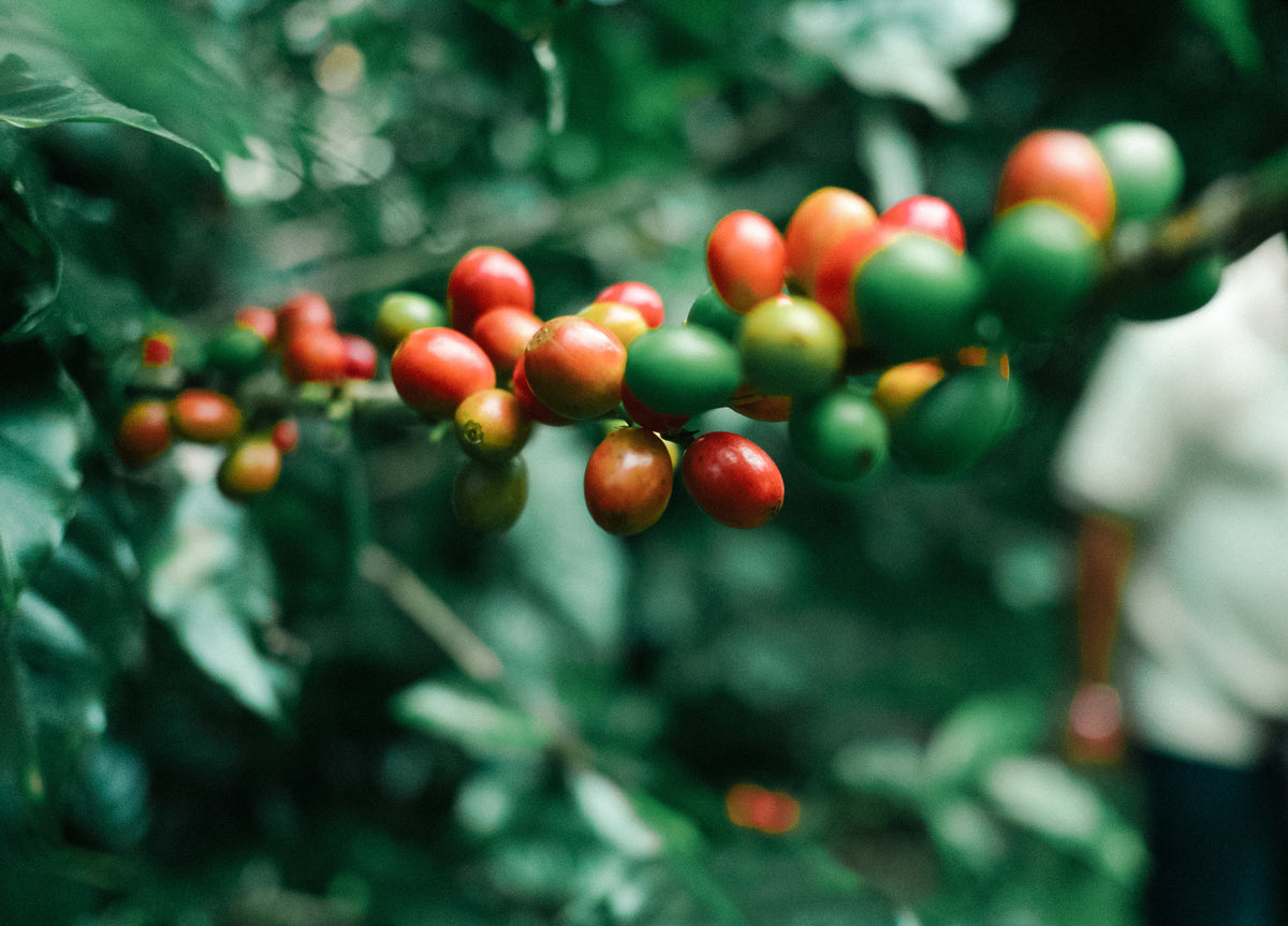 reife und unreife Kaffeekirschen an Zweig