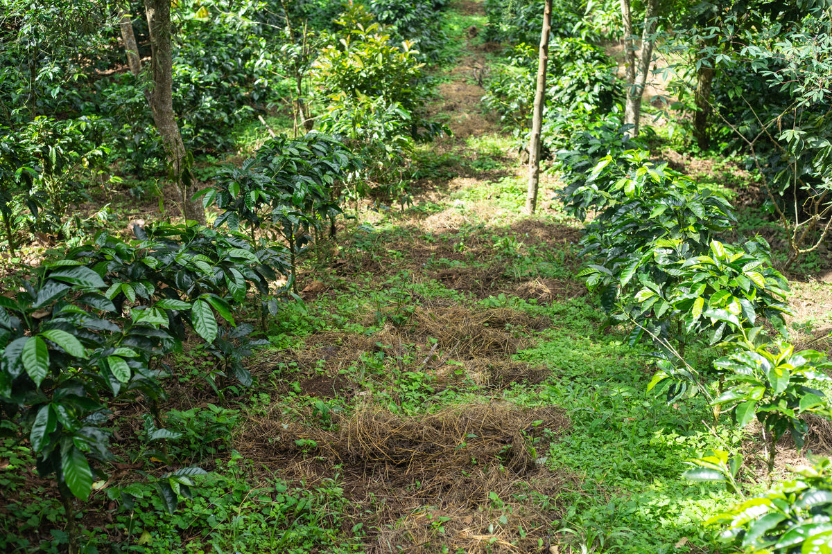Plantage mit Kaffeepflanzen