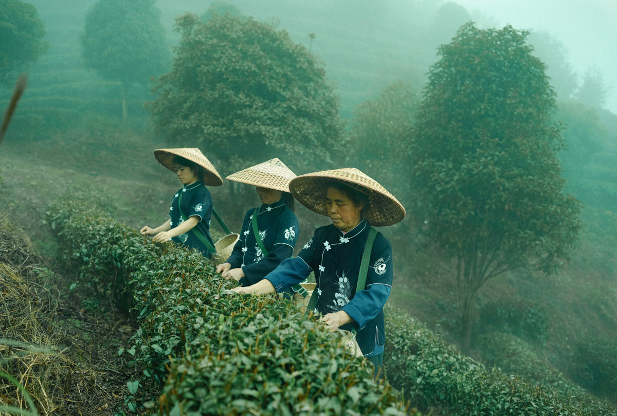 Tee-Ernte-Tea-Spitz-Asien