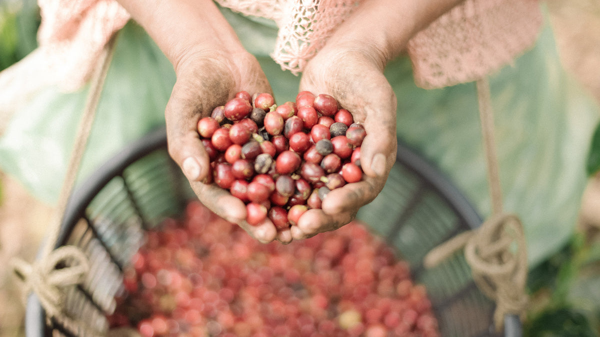 Hände halten rote Kaffeekirschen