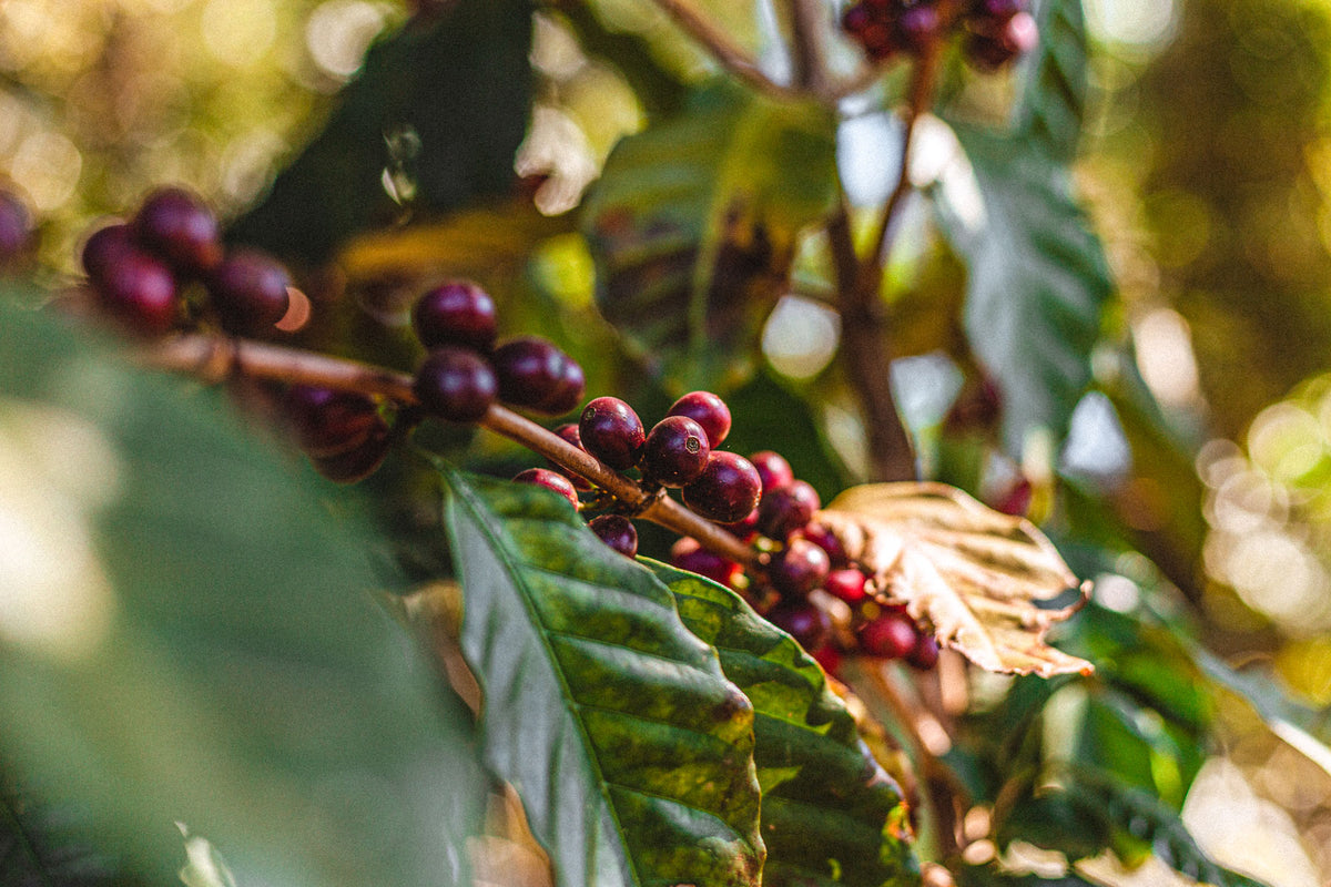 aufbereitung_kaffee_wildkaffee
