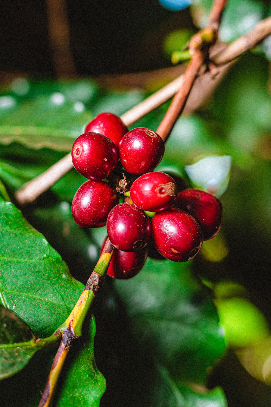 kaffeekirschen-anbau-wildkaffee-anbau