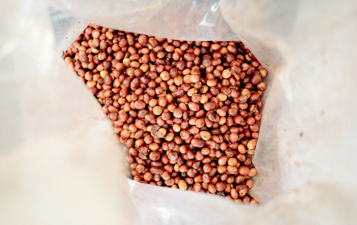 kaffeekirschen-fermentation-aufbereitung-rohkaffee-wild-kaffee