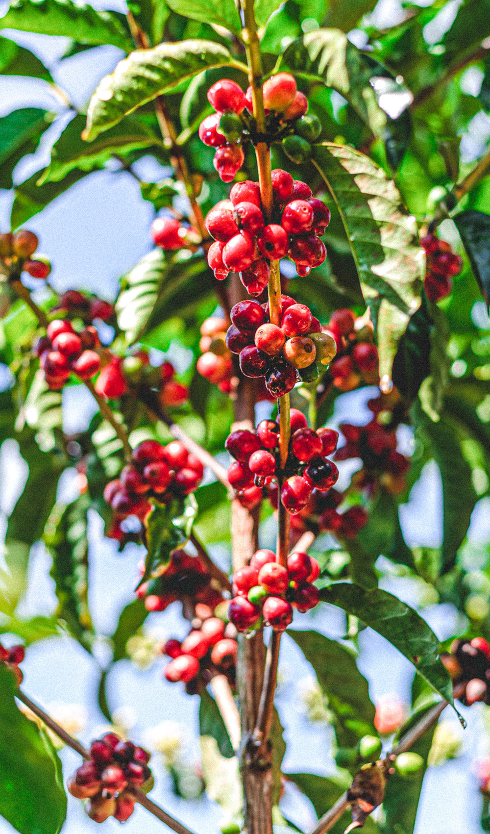 kaffeekirschen-wildkaffee-ursprung-anbau