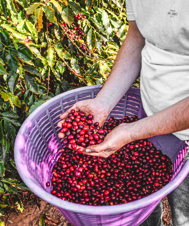 ursprung-kaffee-wildkaffee-ernte