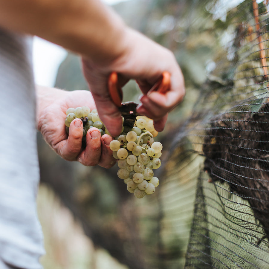wein-danke-weinhandel